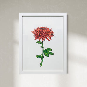 Chrysanthemum *
